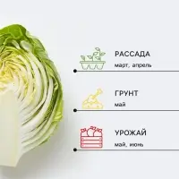 Семена Капуста пекинская &laquo;Шанхай&raquo;, 0.3 г, &laquo;Аэлита&raquo;