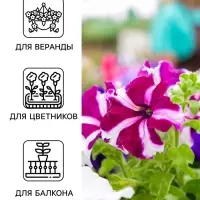 Семена цветов Петуния &laquo;Хиросис синяя с белым&raquo; F1, крупноцветковая, гранулы, 7 шт.