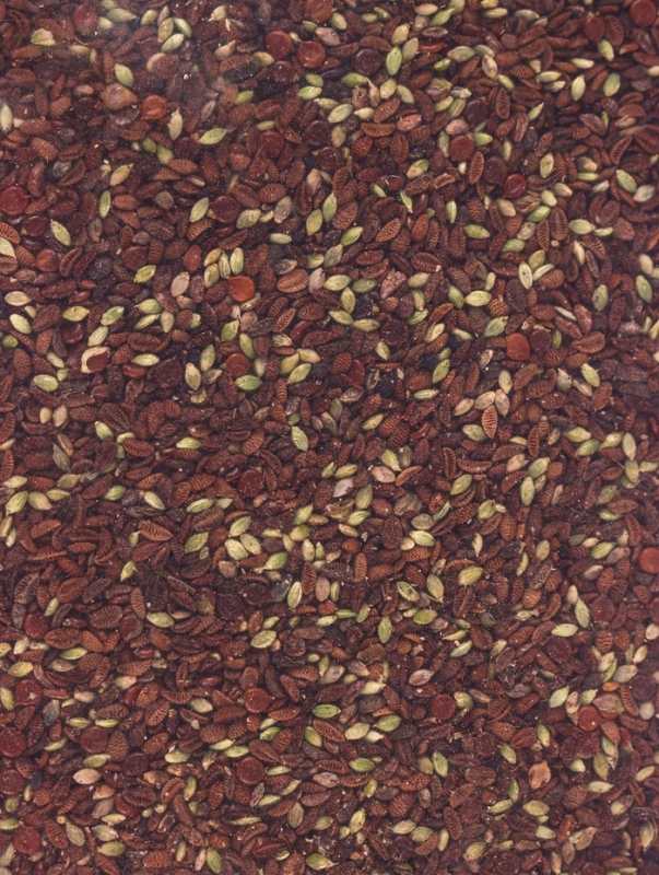 Семена  Семена "Фацелия!, 1 кг