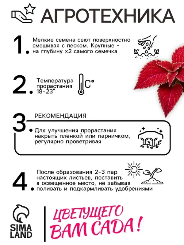 Семена цветов Колеус Визард Вельвет ред, 10шт Семена цветов Колеус Визард Вельвет ред, 10шт
