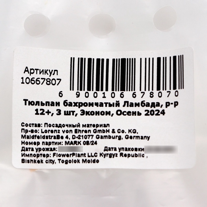 Тюльпан бахромчатый Ламбада, р-р 12+, 3 шт, Эконом, Осень 2024 Тюльпан бахромчатый Ламбада, р-р 12+, 3 шт, Эконом, Осень 2024