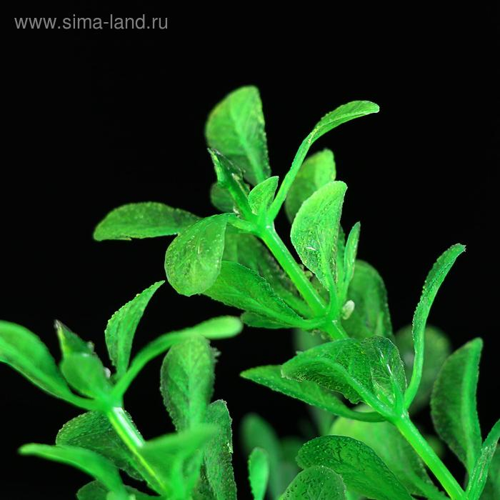 Растение искусственное Растение искусственное