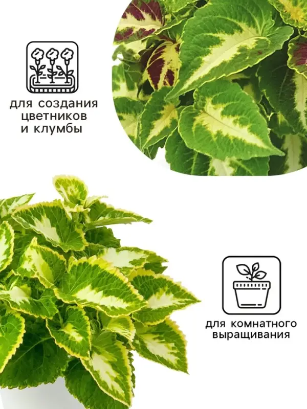 Семена цветов Колеус Визард Жаде, 10шт Семена цветов Колеус Визард Жаде, 10шт