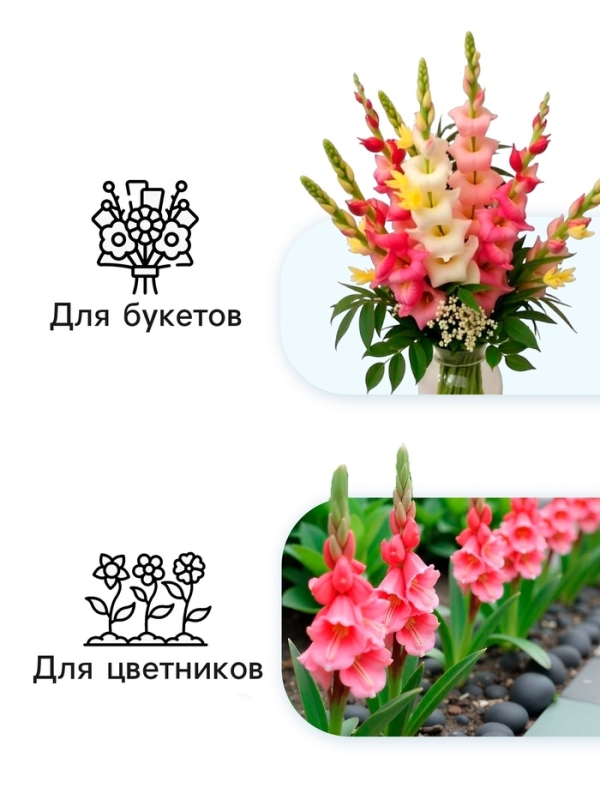 Гладиолус Низкорослый (мини) смесь сортов, луковица цветов в пакете с перфорацией, р-р 10/+ , 7 шт.