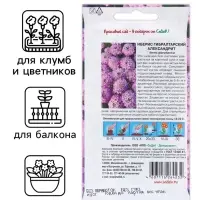 Семена цветов Иберис "Александрит", Евро, 0,1 г