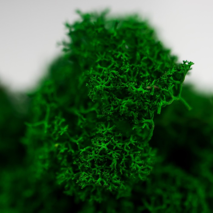 Кашпо бетонное Кашпо бетонное "Голова" со мхом высота 8,5 см черное (мох зеленый стабилизированный)