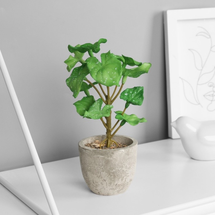 Бонсай в горшке "Филодендрон селло элит" (мягкий лист) 14х6 см, микс