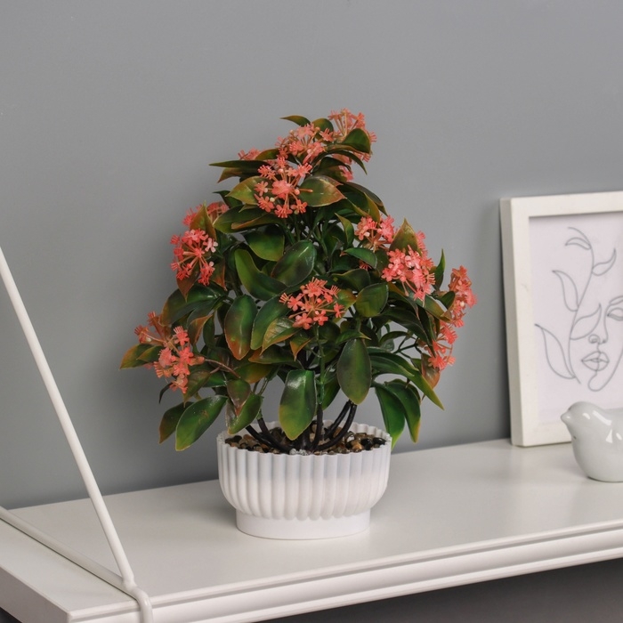 Бонсай в горшке Бонсай в горшке "Хойя премиум" 23х10 см, микс