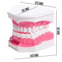 Игровой набор «Макет челюсти человека», 12 × 9 см, с щёткой, щётка цвета МИКС
