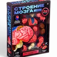 Набор для опытов &laquo;Строение мозга&raquo;, анатомическая модель