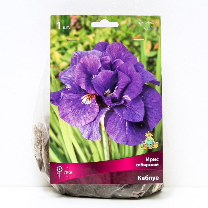 Ирис сибирский Каблуе, I р-р, 1 шт. 70 h(см), Весна 2024 Ирис сибирский Каблуе, I р-р, 1 шт. 70 h(см), Весна 2024