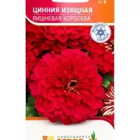 Семена Цинния &laquo;Изящная Вишневая Королева&raquo;, 0.5 г, &laquo;Агрос&raquo;