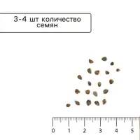 Семена Томат  "Спрут "0.03 г