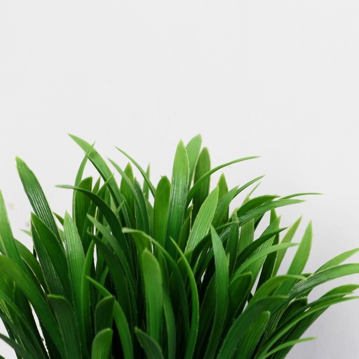 Бонсай в горшке Бонсай в горшке "Амазонка" 8х20 см