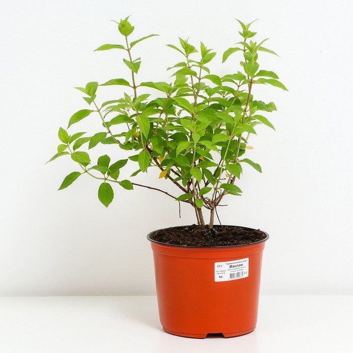 Гортензия метельчатая Фантом, С3 горшок, Н10-50 высота, 1 шт, Осень 2024 Гортензия метельчатая Фантом, С3 горшок, Н10-50 высота, 1 шт, Осень 2024