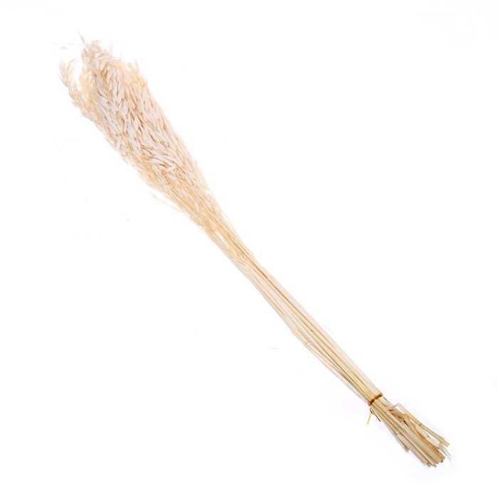 Сухоцвет «Овёс посевной», белый, 50 г в упаковке Сухоцвет «Овёс посевной», белый, 50 г в упаковке