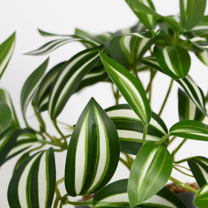 Бонсай в горшке Бонсай в горшке "Традесканция расписная" 7,5х16 см