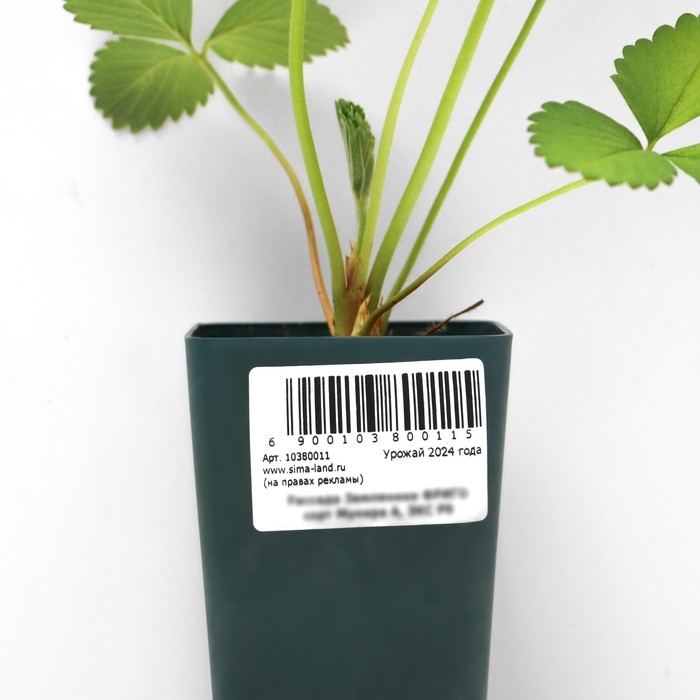 Рассада Земляники круноплодной (клубники) ФРИГО Мунира (Munira) A (9-15 мм), P9 Горшок Рассада Земляники круноплодной (клубники) ФРИГО Мунира (Munira) A (9-15 мм), P9 Горшок