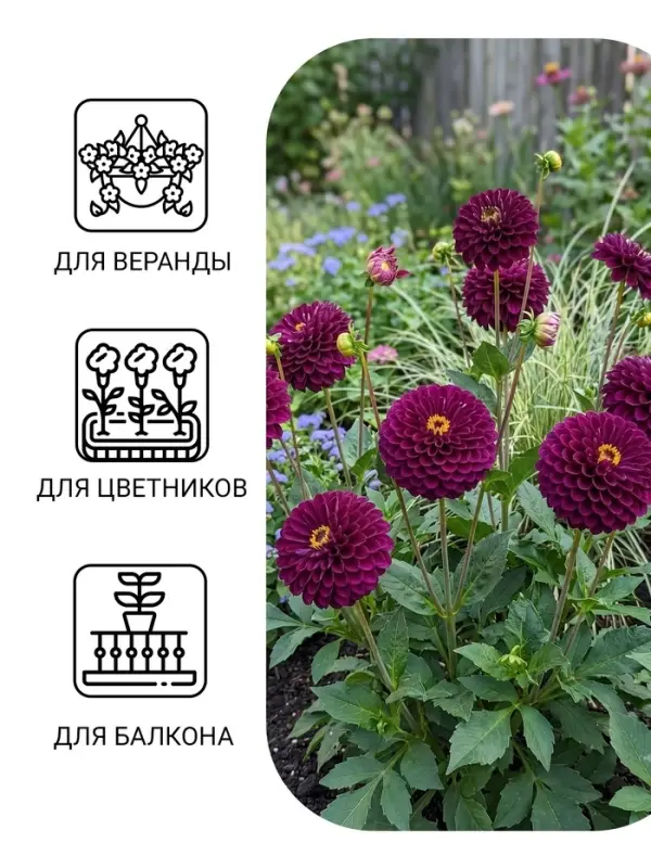 Семена цветов Цинния "Фиолетовая фея", ц/п,  0,3 г