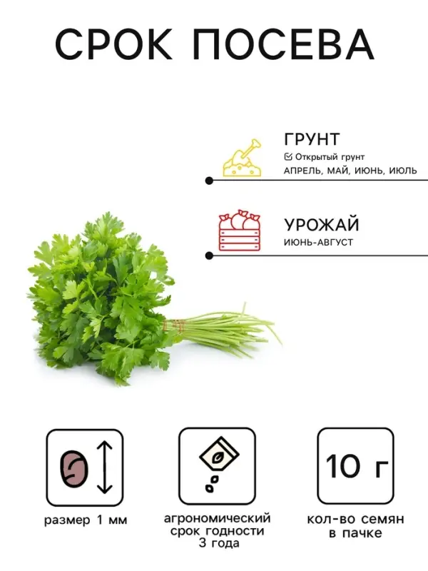 Семена Петрушка &laquo;Мооскраузе 2 кудрявая&raquo;, 10 г, &laquo;Агроуспех Много-Выгодно&raquo;