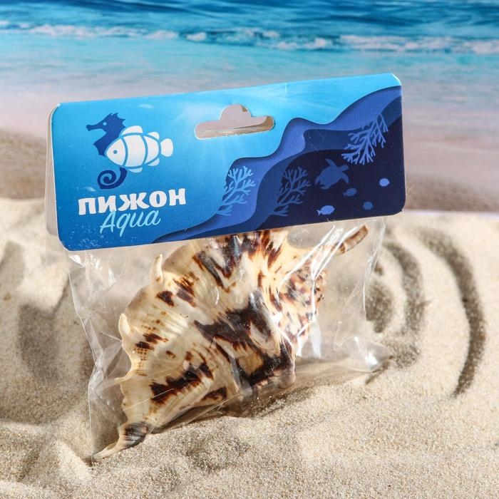 Ракушка декоративная, 7-11 см Ракушка декоративная, 7-11 см