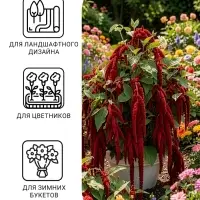 Семена цветов Амарант &laquo;Малиновые бусы&raquo;, однолетник, 0.2 г, &laquo;Агрофирма АЭЛИТА&raquo;