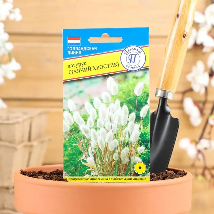 Семена цветов Лагурус (заячий хвостик), О, 10 шт Семена цветов Лагурус (заячий хвостик), О, 10 шт