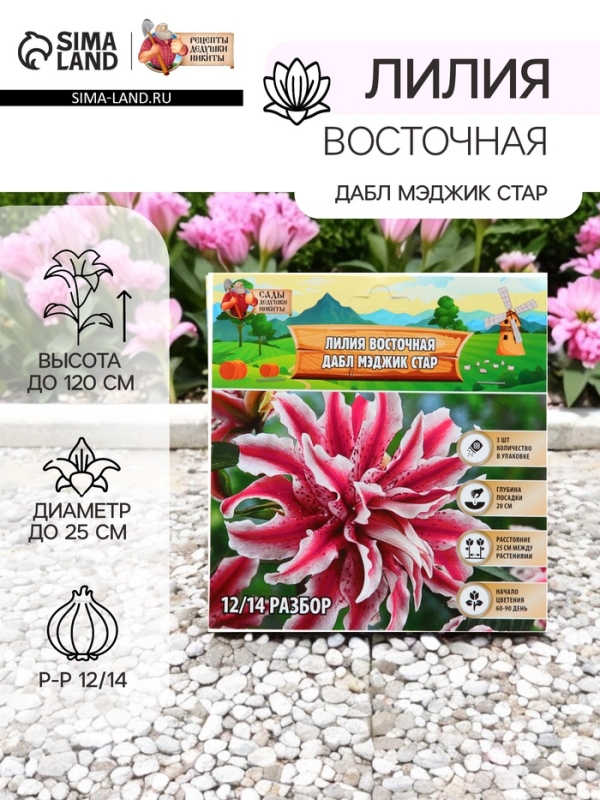 Лилия Восточная «Дабл Мэджик Стар», луковица в пакете с перфорацией, р-р 12/14, 3 шт. Лилия Восточная «Дабл Мэджик Стар», луковица в пакете с перфорацией, р-р 12/14, 3 шт.