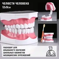 Анатомическая модель &laquo;Макет челюсти человека&raquo;, 12&times;9 см