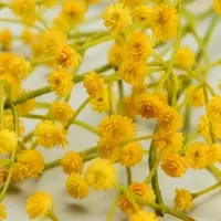 Цветы искусственные &laquo;Гипсофила хлопчатая&raquo;, h=60 см, жёлтые