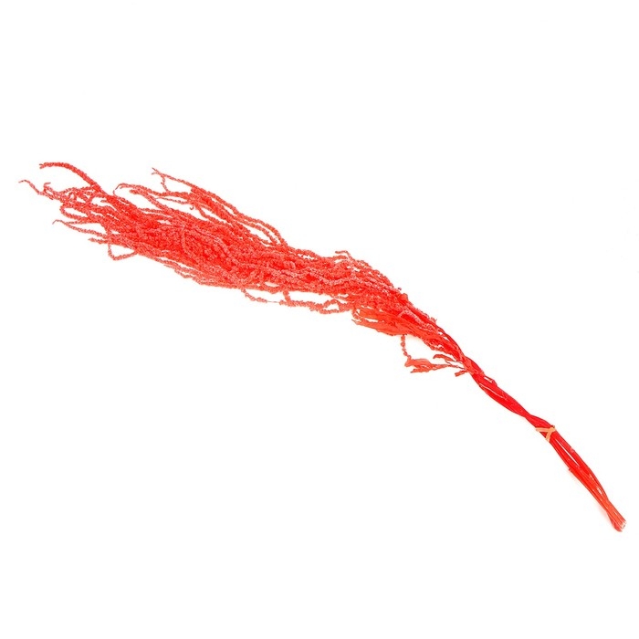 Сухие цветы амаранта, 100 г, размер листа: от 50 до 60 см, цвет розовый Сухие цветы амаранта, 100 г, размер листа: от 50 до 60 см, цвет розовый