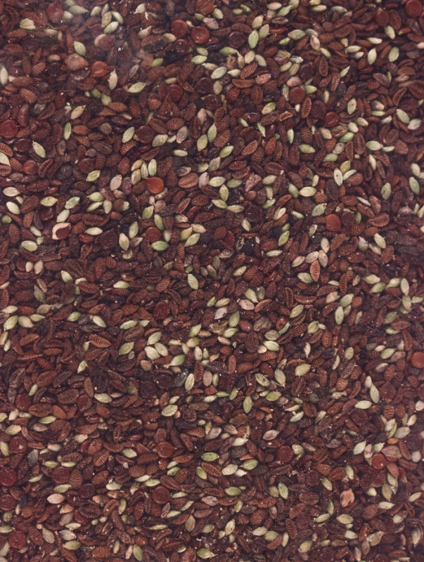 Семена Фацелии 0.5 кг Семена Фацелии 0.5 кг