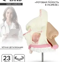 Анатомическая модель &laquo;Ротовая полость в разрезе&raquo;