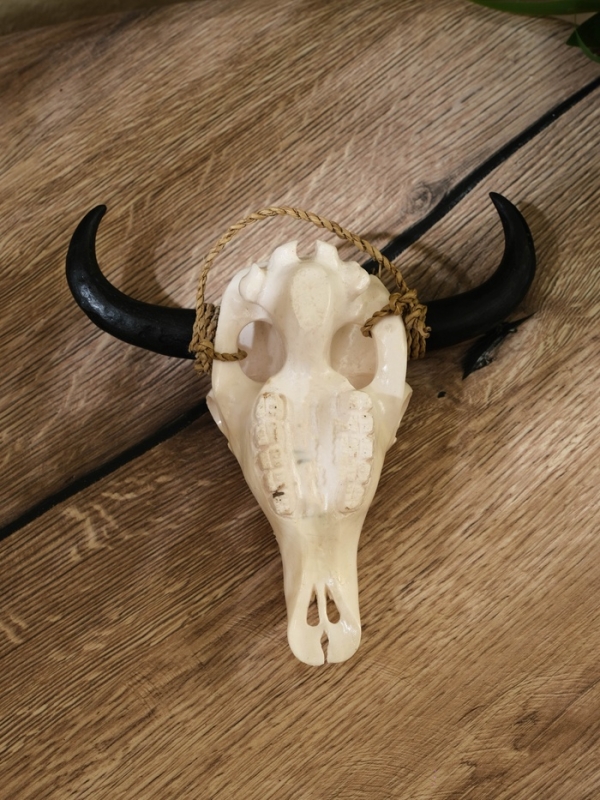 Сувенир интерьерный Сувенир интерьерный "Череп буйвола" полирезин, 15х16х7 см