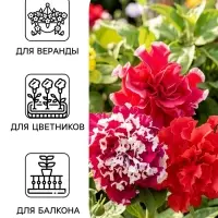 Семена цветов Петуния махровая &laquo;Пируэтт Микс&raquo; 10 шт.