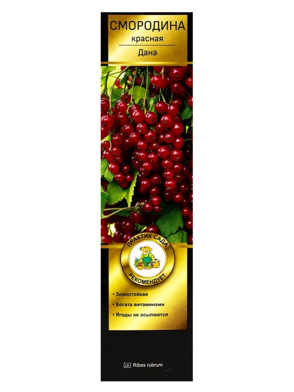 Смородина красная перспективные сорта Дана/ЦКорЛюкс Смородина красная перспективные сорта Дана/ЦКорЛюкс