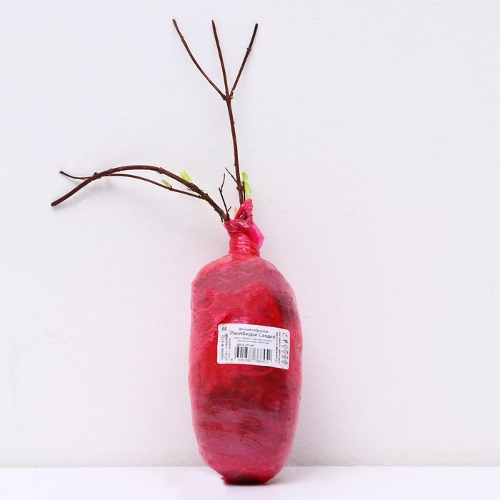 Дейция гибридная (Серия Патио) Люкс «Распберри Сандей», саженец декоративный, цветущий, 1 шт., туба Дейция гибридная (Серия Патио) Люкс «Распберри Сандей», саженец декоративный, цветущий, 1 шт., туба