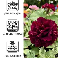 Семена цветов Петуния махровая &laquo;Дабл каскад блю&raquo; 10 шт.