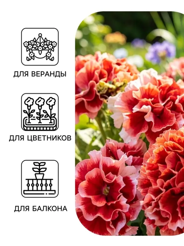 Семена цветов Петуния &laquo;Пируэт пурпурная&raquo; F1, махровая, 10 шт.