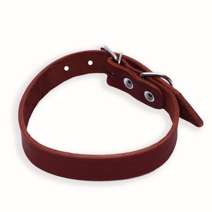 Ошейник кожаный однослойный, 54 х 2,5 см, ОШ 35-45 см, коричневый Ошейник кожаный однослойный, 54 х 2,5 см, ОШ 35-45 см, коричневый