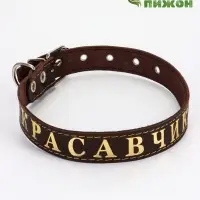 Ошейник однослойный "Красавчик", 2.5 см, тиснение фольгой, микс цветов Ошейник однослойный "Красавчик", 2.5 см, тиснение фольгой, микс цветов