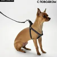 Комплект амуниции &laquo;Горошек&raquo;, ширина 1 см, шлейка 27-42 см, поводок 120 см, чёрный