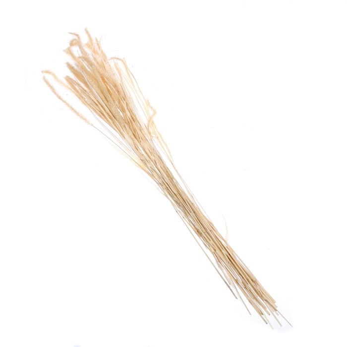 Сухоцвет «Щетинник», белый, 30 - 50 г в упаковке Сухоцвет «Щетинник», белый, 30 - 50 г в упаковке