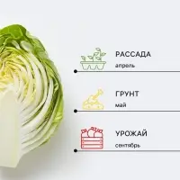 Семена Капуста краснокочанная &laquo;Рубин МС&raquo;, &laquo;Плазмас&raquo;