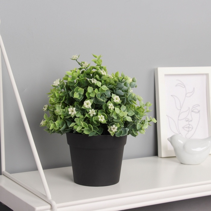 Бонсай в горшке Бонсай в горшке "Фиалка мини с зеленью галант" 18х10 см, микс