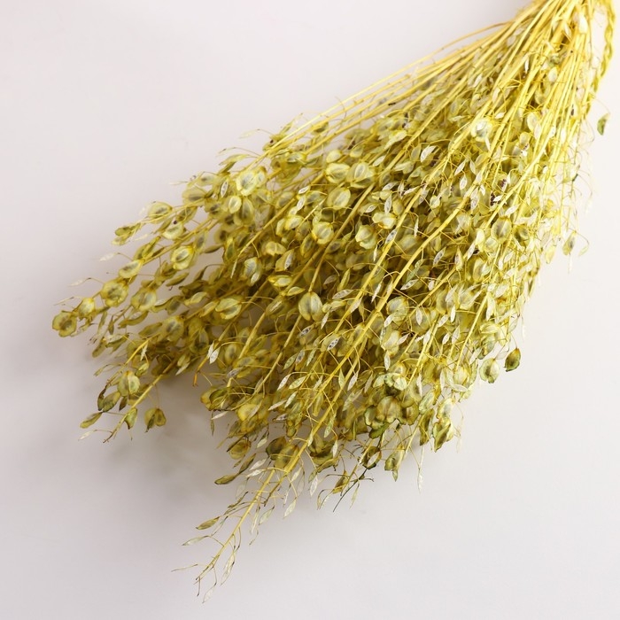 Набор сухоцветов Набор сухоцветов "Монетник", банч длина 60 (+/- 6 см), зелёный