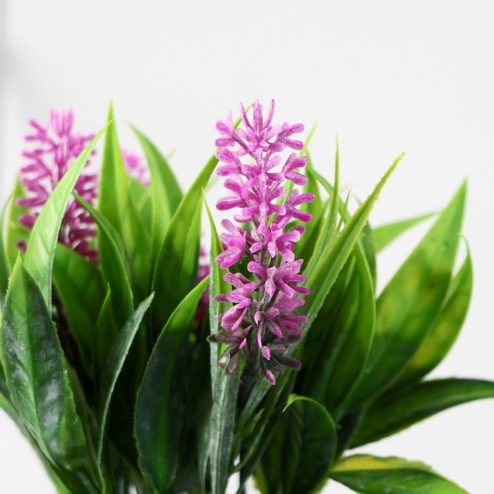 Бонсай в горшке "Аллиум люкс" 7х12 см, микс