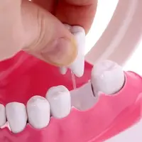 Набор для опытов &laquo;Анатомия&raquo;, челюсть человека