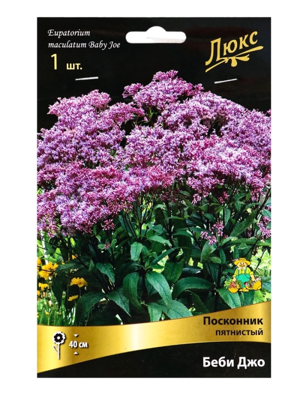 Посконник "пятнистый Беби Джо", 1 шт, р-р I, Весна 2025