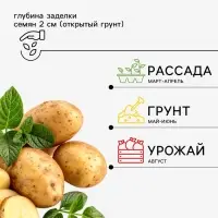Семена картофель &laquo;Императрица&raquo;, 0.02 г